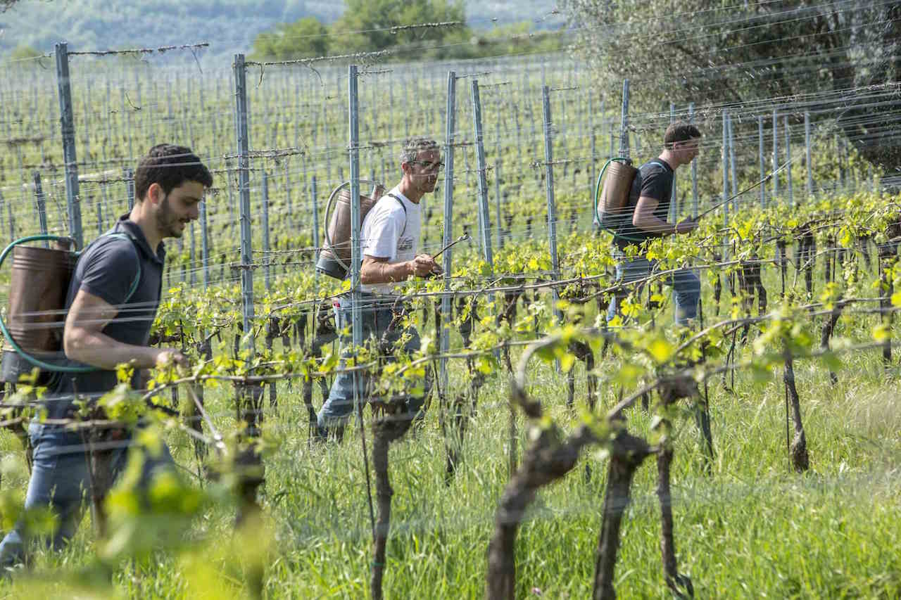 viticoltura biodinamica