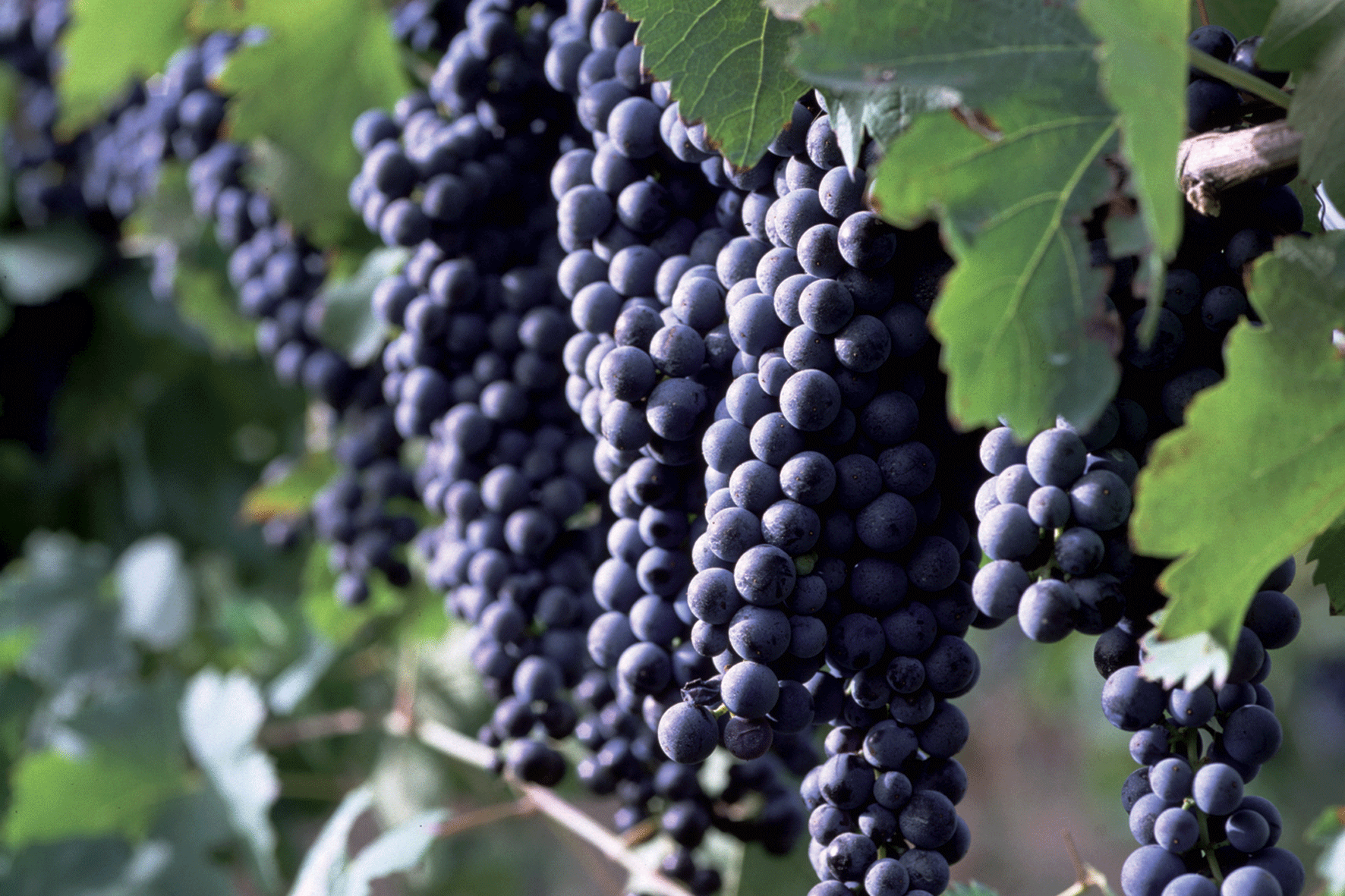 Grappoli di Aglianico del Taburno